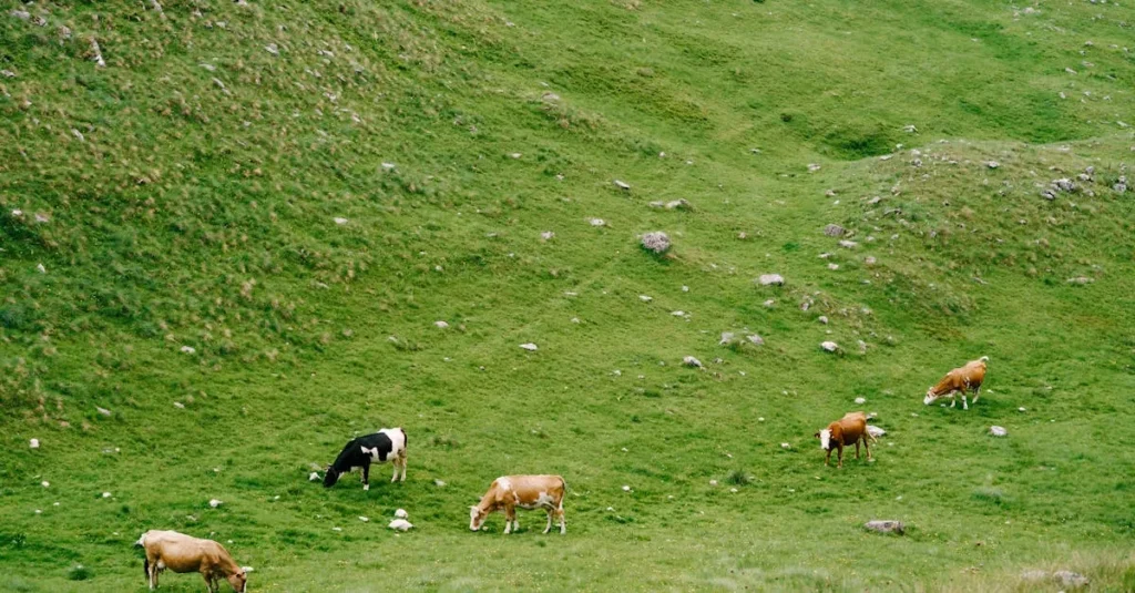 Os desafios dos pequenos produtores de leite para aumentar a lucratividade