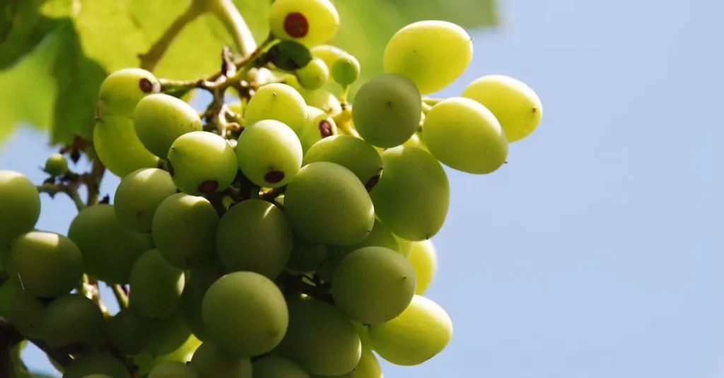 Colheita de Uvas no Noroeste Paulista Enfrenta Desafios Climáticos e Econômicos